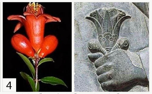 گل نار هخامنشی و گل انار طبیعی